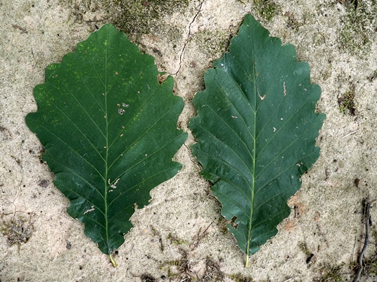 {Quercus montana}